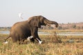 Old foraging elephant startles birds in Chobe, Botswana Royalty Free Stock Photo